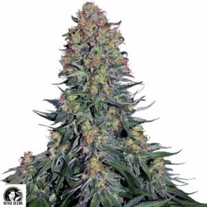 Blue Skunk - Sensi Seeds Cannabis Samen kaufen - Produktbild