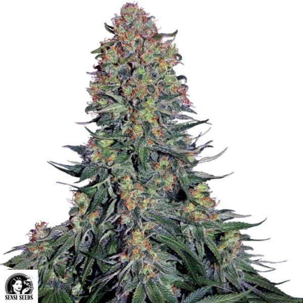Blue Skunk - Sensi Seeds Cannabis Samen kaufen - Produktbild