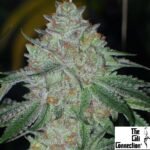 Buddha Tahoe OG - The Cali Connection Cannabis Samen kaufen Produktbild