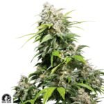 California Indica - Sensi Seeds Cannabis Samen kaufen