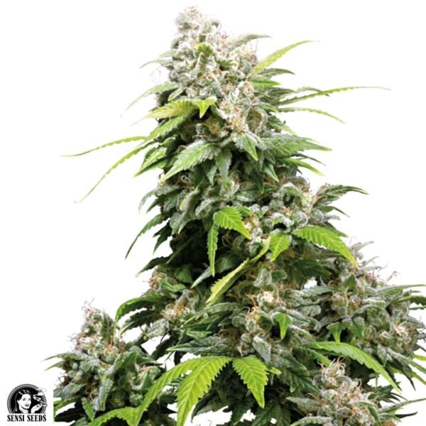 California Indica - Sensi Seeds Cannabis Samen kaufen