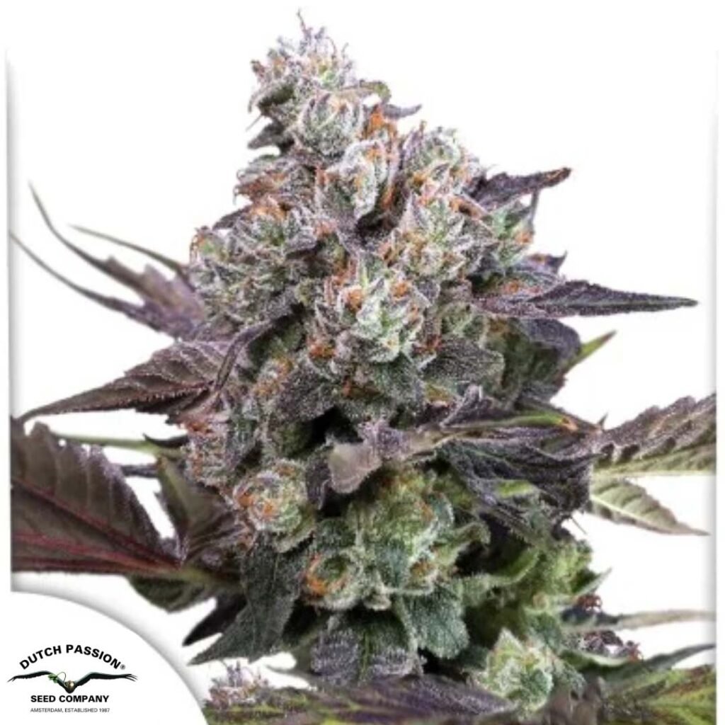 Candy Bubatz XL - Dutch Passion Cannabis Samen kaufen