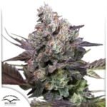 Candy Bubatz XL - Dutch Passion Cannabis Samen kaufen