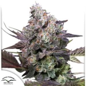 Candy Bubatz XL - Dutch Passion Cannabis Samen kaufen