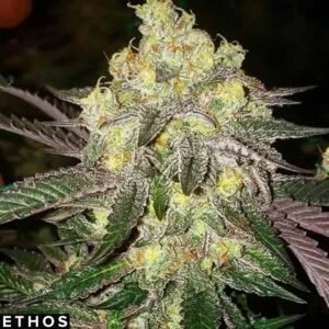Candy Store RBX - Ethos Genetics kaufen