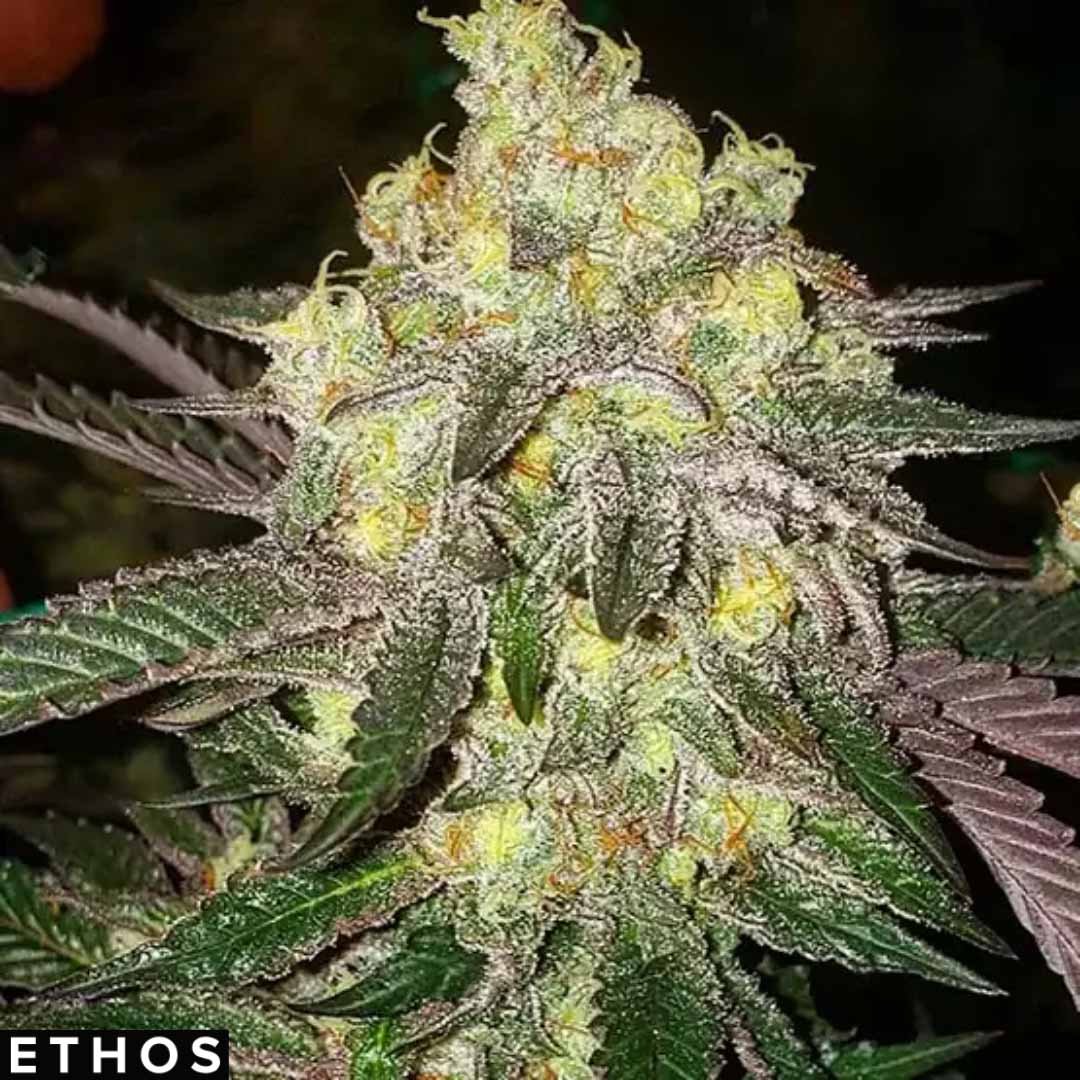 Candy Store RBX - Ethos Genetics kaufen