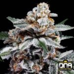 Canelo Auto - DNA Genetics Autoflower Cannabis Samen kaufen