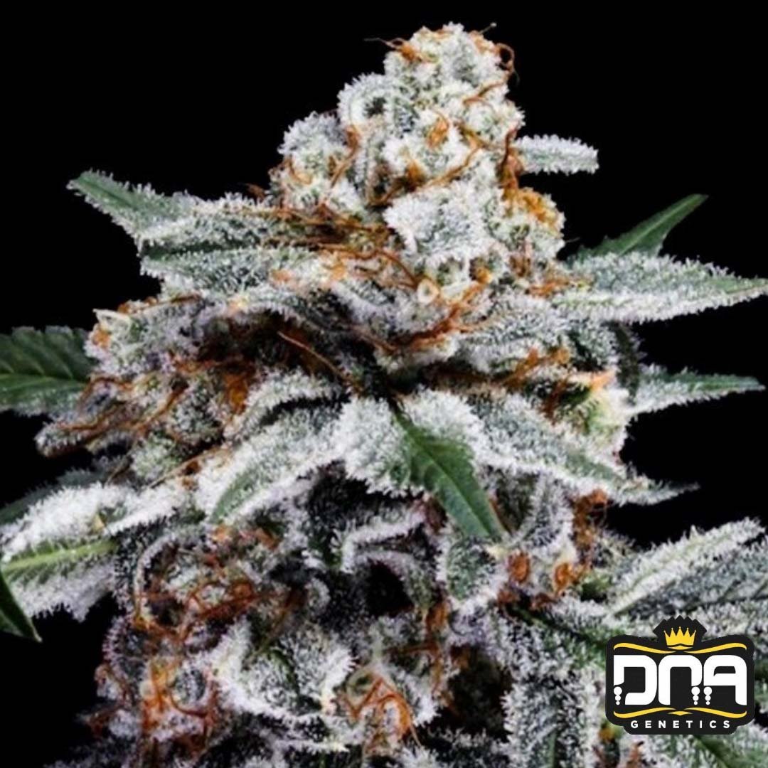 Canelo Auto - DNA Genetics Autoflower Cannabis Samen kaufen