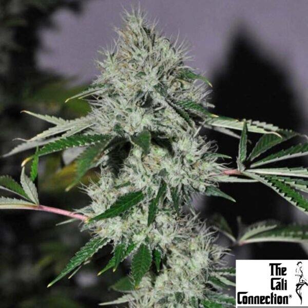 Chem 4 OG - The Cali Connection Cannabis Samen kaufen Produktbild Chem 4 OG - The Cali Connection Cannabis Samen kaufen Produktbild