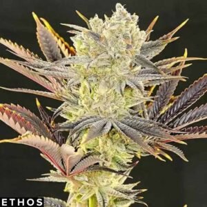 Citradelic Sunset - Ethos Genetics kaufen