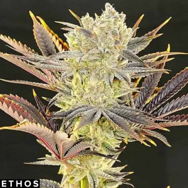 Citradelic Sunset - Ethos Genetics kaufen Citradelic Sunset - Ethos Genetics kaufen