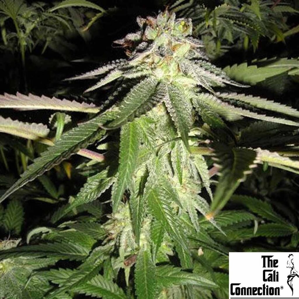 Corleone Kush - The Cali Connection Cannabis Samen kaufen Produktbild