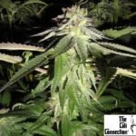 Corleone Kush - The Cali Connection Cannabis Samen kaufen Produktbild