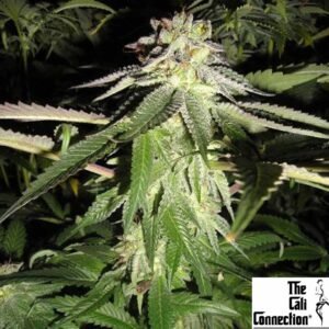Corleone Kush - The Cali Connection Cannabis Samen kaufen Produktbild