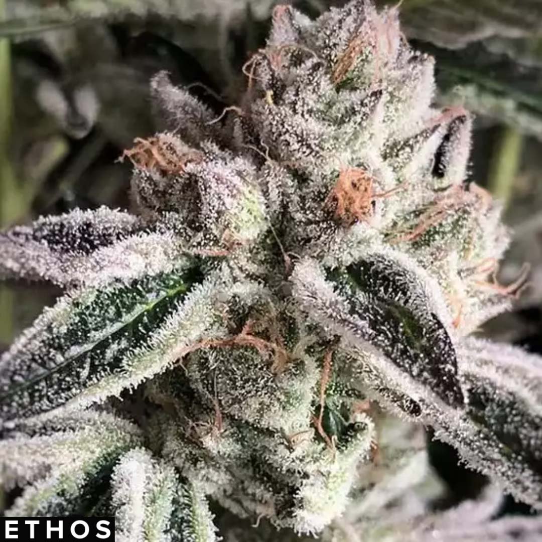 Crescendo RBX1 - Ethos Genetics kaufen