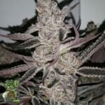 Crystal Cookies V2 - In House Genetics Cannabis Samen kaufen