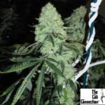 Deadhead OG - The Cali Connection Cannabis Samen Produktbild