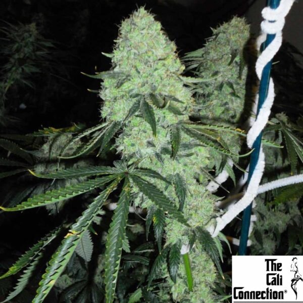 Deadhead OG - The Cali Connection Cannabis Samen Produktbild