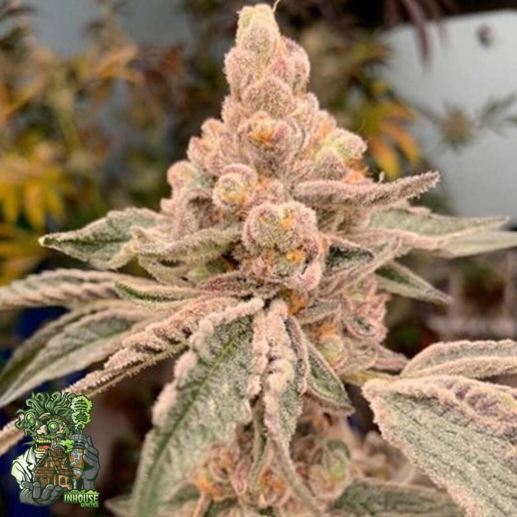 Dream Candy - In House Genetics Cannabis Samen kaufen