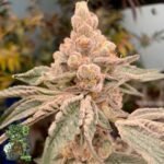 Dream Candy - In House Genetics Cannabis Samen kaufen