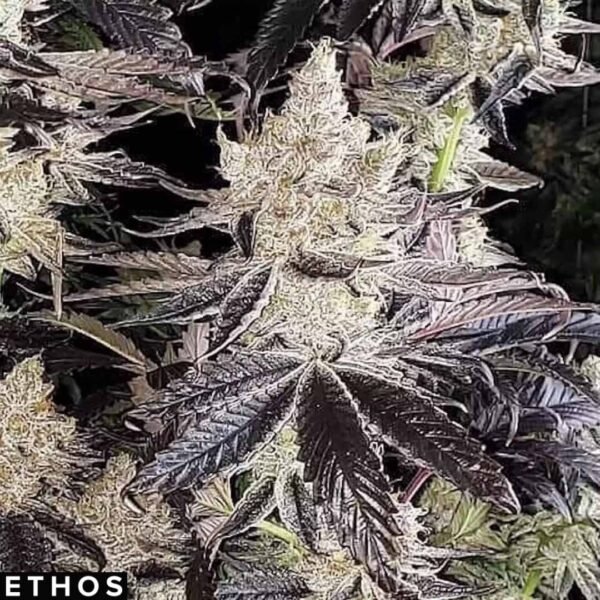Ethos Cookies R2 - Ethos Genetics kaufen