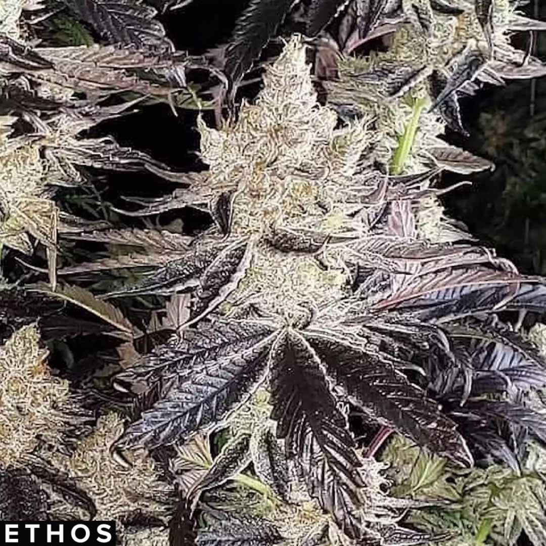 Ethos Cookies R2 - Ethos Genetics kaufen