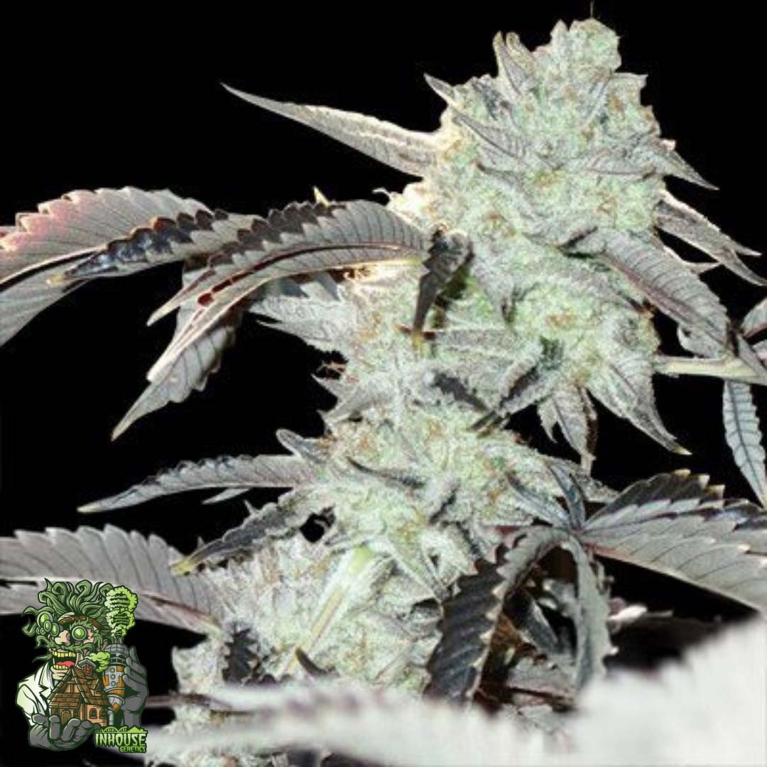 Frozen Gelato - In House Genetics Cannabis Samen kaufen