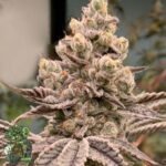 Frozen Grapes - In House Genetics Cannabis Samen kaufen