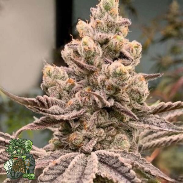 Frozen Grapes - In House Genetics Cannabis Samen kaufen Frozen Grapes - In House Genetics Cannabis Samen kaufen