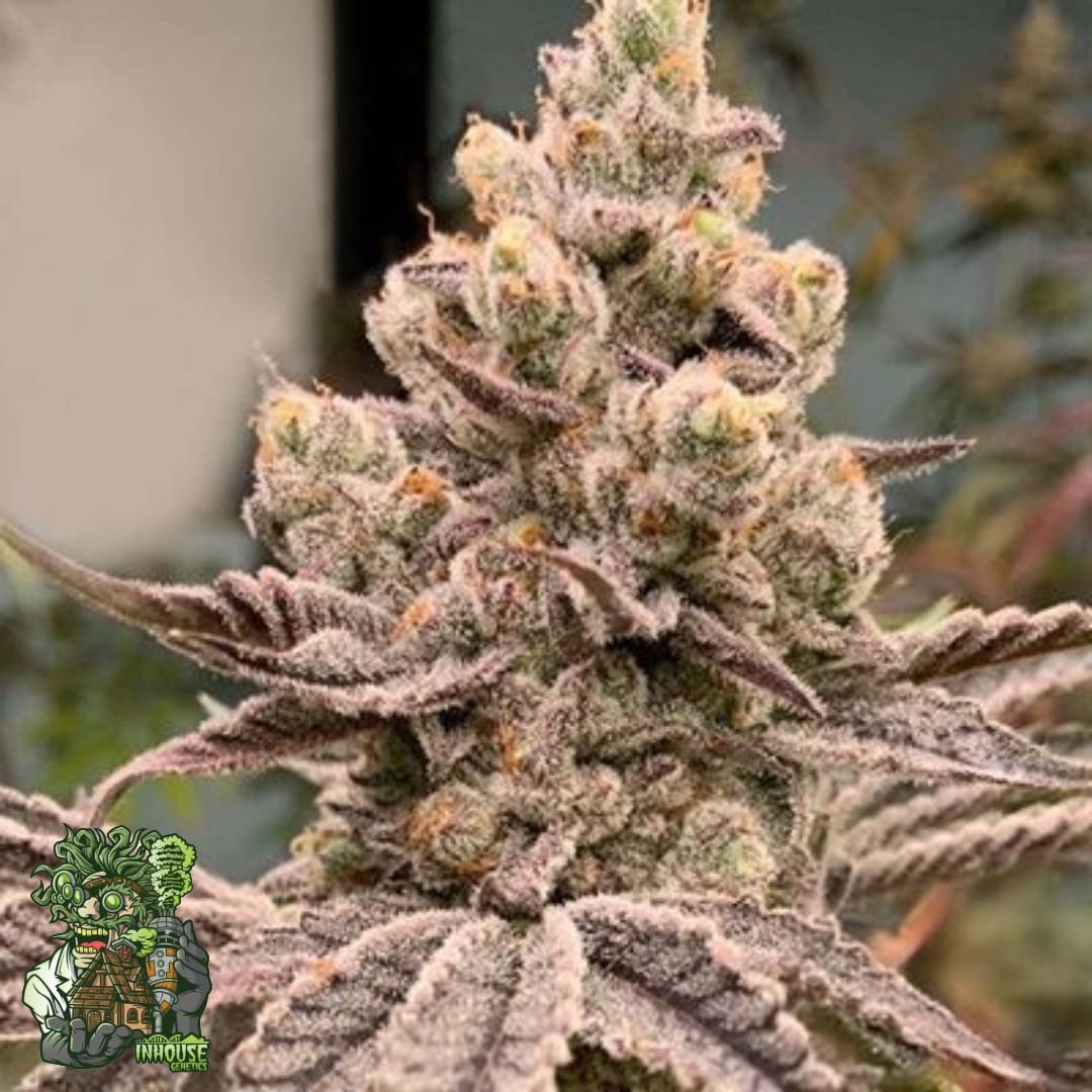 Frozen Grapes - In House Genetics Cannabis Samen kaufen