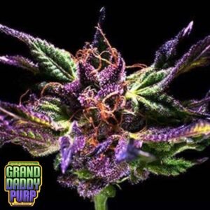 Grand Daddy Purple - Grand Daddy Genetics Cannabis Samen kaufen
