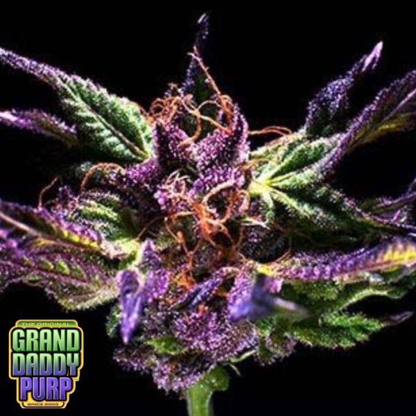 Grand Daddy Purple - Grand Daddy Genetics Cannabis Samen kaufen