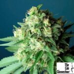 Green Crack - The Cali Connection Cannabis Samen kaufen Produktbild