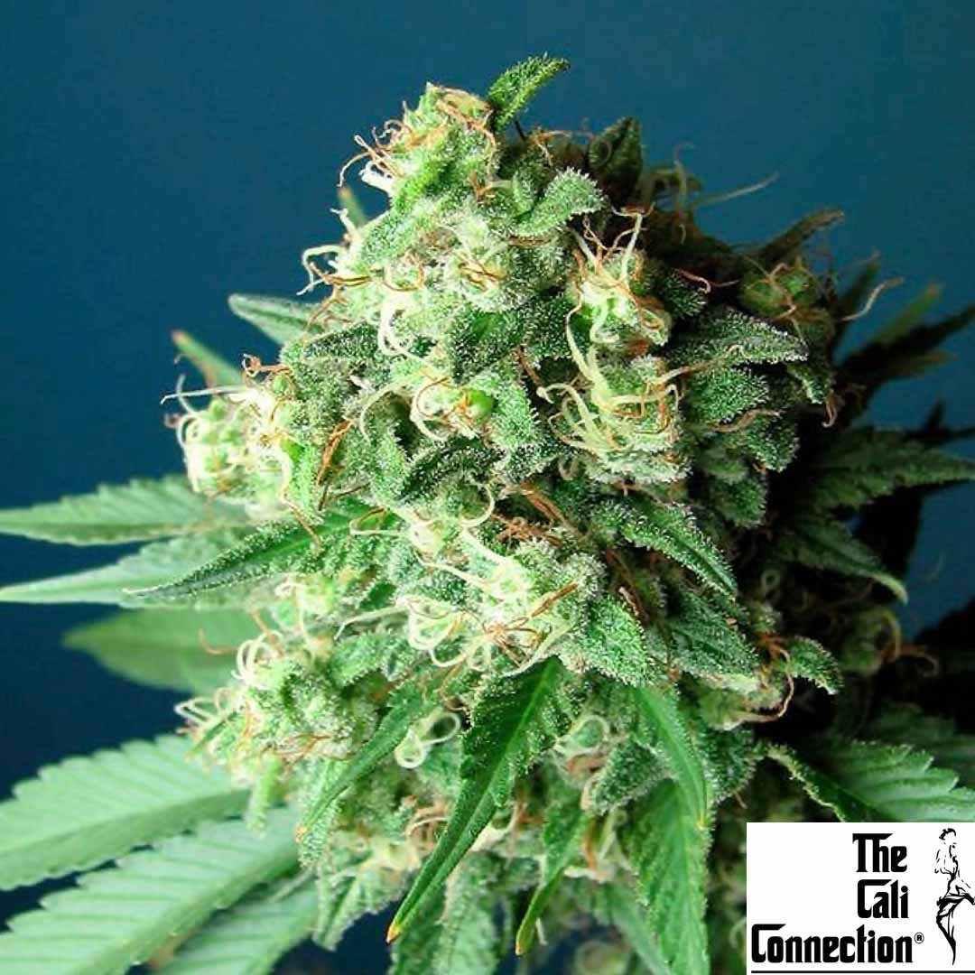 Green Crack - The Cali Connection Cannabis Samen kaufen Produktbild
