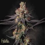 Gulupa - Paradise Seeds Cannabis Samen kaufen