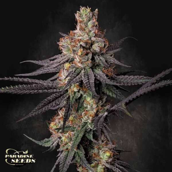 Gulupa - Paradise Seeds Cannabis Samen kaufen
