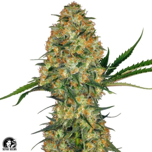 Hindu Kush - Sensi Seeds Cannabis Samen kaufen