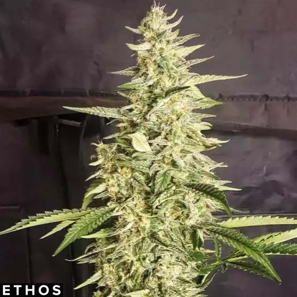 Inzane Auto - Ethos Genetics Autoflower kaufen