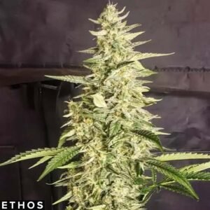 Inzane Auto - Ethos Genetics Autoflower kaufen