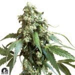 Jack Flash #5 - Sensi Seeds Cannabis Samen kaufen