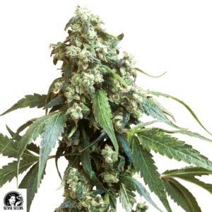 Jack Flash #5 - Sensi Seeds Cannabis Samen kaufen