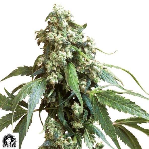 Jack Flash #5 - Sensi Seeds Cannabis Samen kaufen
