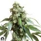 Jack Flash #5 - Sensi Seeds Cannabis Samen kaufen