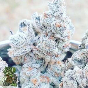 Jelly Breath S1 - In House Genetics Cannabis Samen kaufen