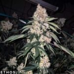 Lemon Whhip Haze IBL - Ethos Genetics kaufen
