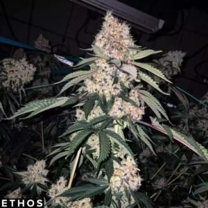 Lemon Whhip Haze IBL - Ethos Genetics kaufen
