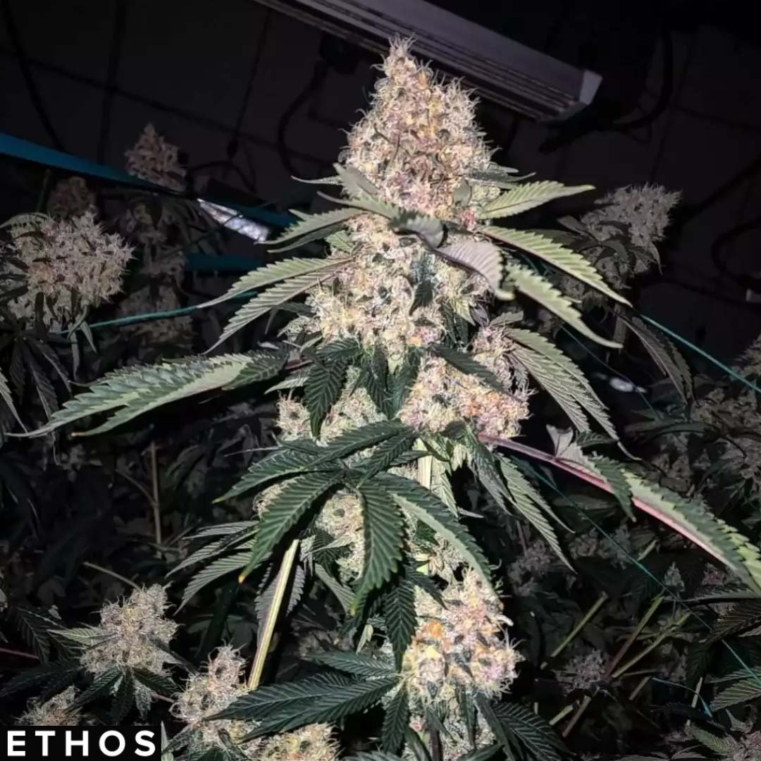 Lemon Whhip Haze IBL - Ethos Genetics kaufen