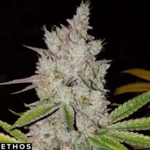 Lilac Diesel Auto RBX2 - Ethos Genetics Autoflower kaufen