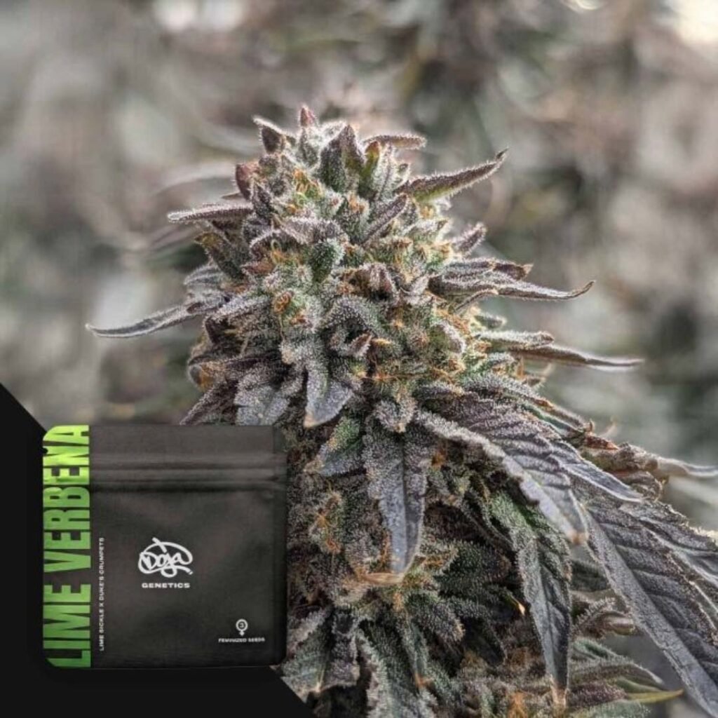 Lime Verbena - Doja Seeds kaufen - Premium Seedbank aus Kalifornien USA Produktbild