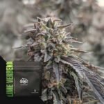 Lime Verbena - Doja Seeds kaufen - Premium Seedbank aus Kalifornien USA Produktbild